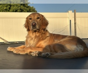 Mother of the Golden Retriever puppies born on 04/04/2026