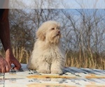 Small #31 ShihPoo
