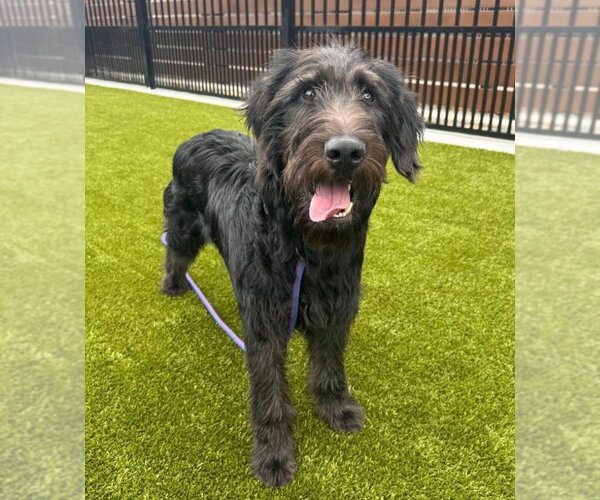 Medium Photo #2 Labradoodle Puppy For Sale in Newfoundland, PA, USA