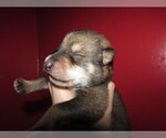 Small Photo #1 Wolf Hybrid Puppy For Sale in BECKLEY, WV, USA