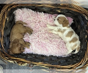 Cavalier King Charles Spaniel Litter for sale in BERRIEN SPRINGS, MI, USA