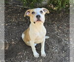 Small American Staffordshire Terrier