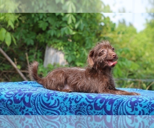 Medium Photo #5 Poodle (Toy)-YorkiePoo Mix Puppy For Sale in DYERSBURG, TN, USA
