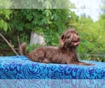 Small #4 Poodle (Toy)-YorkiePoo Mix