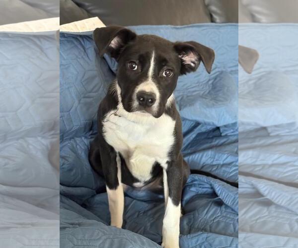 Medium Photo #13 Border Collie-Unknown Mix Puppy For Sale in Spring Lake, NJ, USA