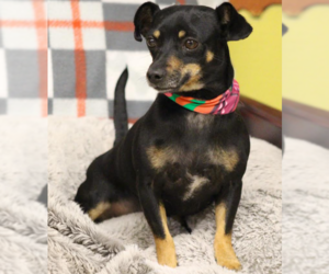 Chihuahua-Unknown Mix Dogs for adoption in Cranston, RI, USA