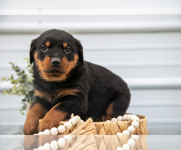 Medium Photo #6 Rottweiler Puppy For Sale in BRYANT, IN, USA