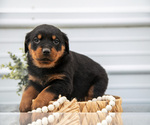 Small Photo #6 Rottweiler Puppy For Sale in BRYANT, IN, USA