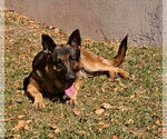 Small #2 German Shepherd Dog