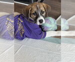 Small #2 Mutt
