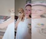 Puppy Puppy 2 Zoya Poodle (Miniature)