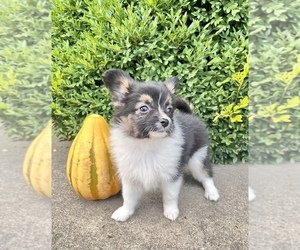 Australian Shepherd-Papillon Mix Puppy for sale in SILVER LAKE, IN, USA