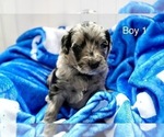 Small #4 Goldendoodle