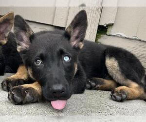 German Shepherd Dog-Unknown Mix Dogs for adoption in Santa Cruz, CA, USA