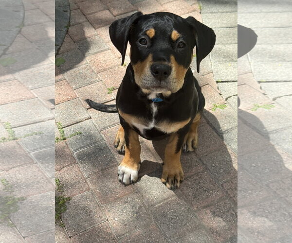 Medium Photo #1 Rottweiler Puppy For Sale in San Juan Capistrano, CA, USA