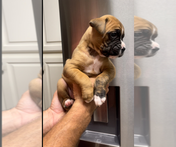 Medium Photo #5 Boxer Puppy For Sale in CLAREMORE, OK, USA