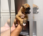 Small Photo #5 Boxer Puppy For Sale in CLAREMORE, OK, USA