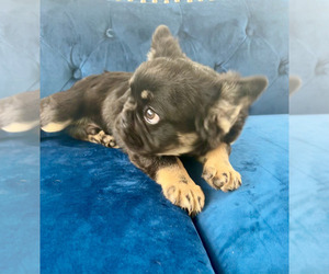 French Bulldog Puppy for sale in PALMDALE, CA, USA