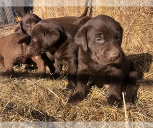 Labrador Retriever Puppy for sale in HAYWARD, CA, USA