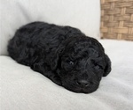 Puppy Teddy Poodle (Toy)-Sheepadoodle Mix