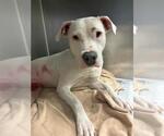 Small #2 American Staffordshire Terrier