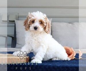 Cavapoo Puppy for sale in LEOLA, PA, USA