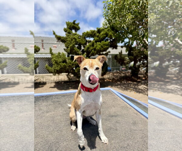 Medium Photo #1 Basenji-Unknown Mix Puppy For Sale in Seal Beach, CA, USA