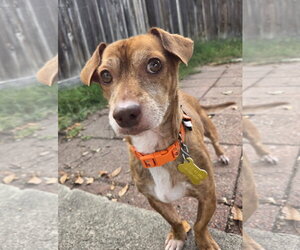 Rhen - Male Chiweenie Dog for Adoption - Photo #9