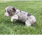 Small #5 Chihuahua
