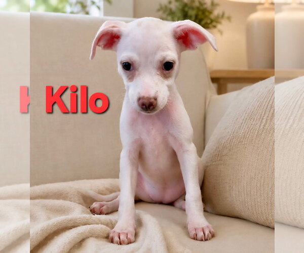 Medium Photo #3 Jack Chi Puppy For Sale in Pompano Beach , FL, USA