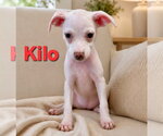 Small #2 Jack Chi