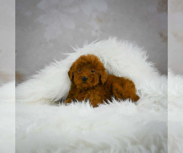 Full screen Photo #5 Goldendoodle (Miniature) Puppy For Sale in ITASCA, TX, USA