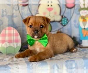 Pom-A-Pug Puppy for sale in LANCASTER, PA, USA