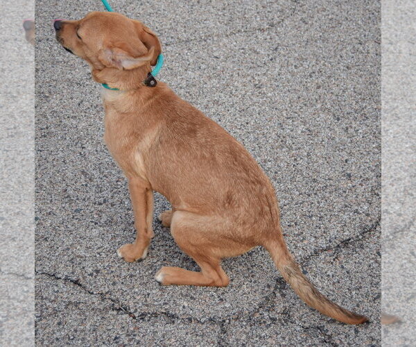 Medium Photo #4 Boxador Puppy For Sale in Huntley, IL, USA