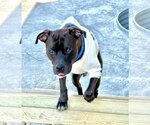 Small Photo #19 American Pit Bull Terrier-Unknown Mix Puppy For Sale in Germantown, OH, USA