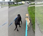 Small #11 Labrador Retriever Mix