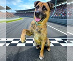Small #3 German Shepherd Dog