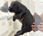 Small Photo #7 Schnauzer (Giant) Puppy For Sale in DECATUR, GA, USA