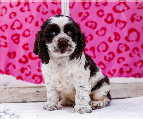 Medium Photo #7 Cocker Spaniel Puppy For Sale in WAKARUSA, IN, USA