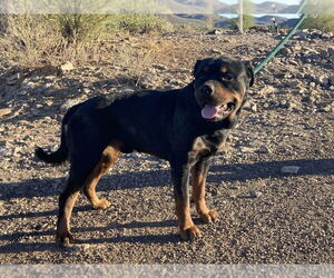 Medium Rottweiler