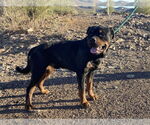 Small Rottweiler