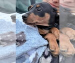 Small Photo #5 Doberman Pinscher-Unknown Mix Puppy For Sale in Buffalo, MN, USA