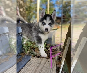 Siberian Husky Puppy for Sale in LIVINGSTON, Texas USA