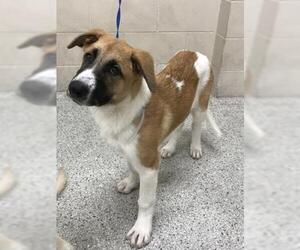 Anatolian Shepherd Dogs for adoption in Conroe, TX, USA