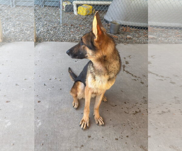 Medium Photo #2 German Shepherd Dog-Unknown Mix Puppy For Sale in Emmett, ID, USA