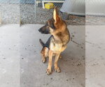 Small Photo #2 German Shepherd Dog-Unknown Mix Puppy For Sale in Emmett, ID, USA
