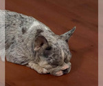 Small #3 French Bulldog