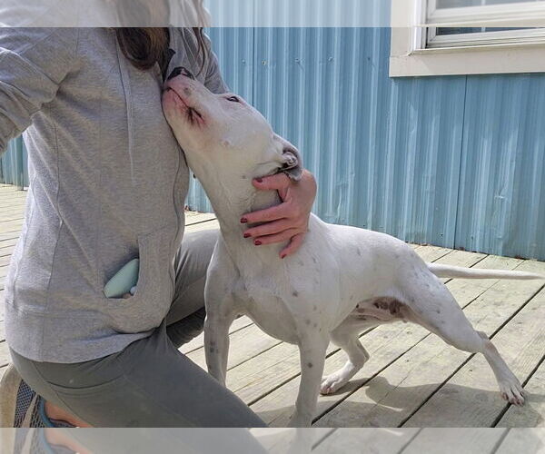 Medium Photo #12 American Pit Bull Terrier-Unknown Mix Puppy For Sale in Murfreesboro, NC, USA