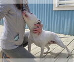 Small #11 American Pit Bull Terrier Mix