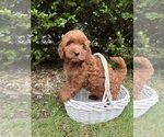 Small #1 Goldendoodle (Miniature)